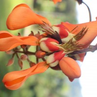 Erythrina fusca Lour.